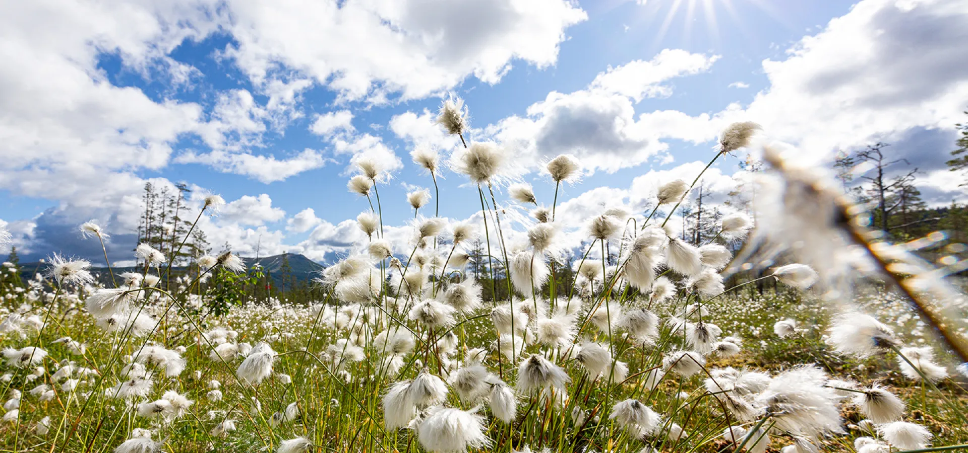 Sommar i lofsdalen med blommor