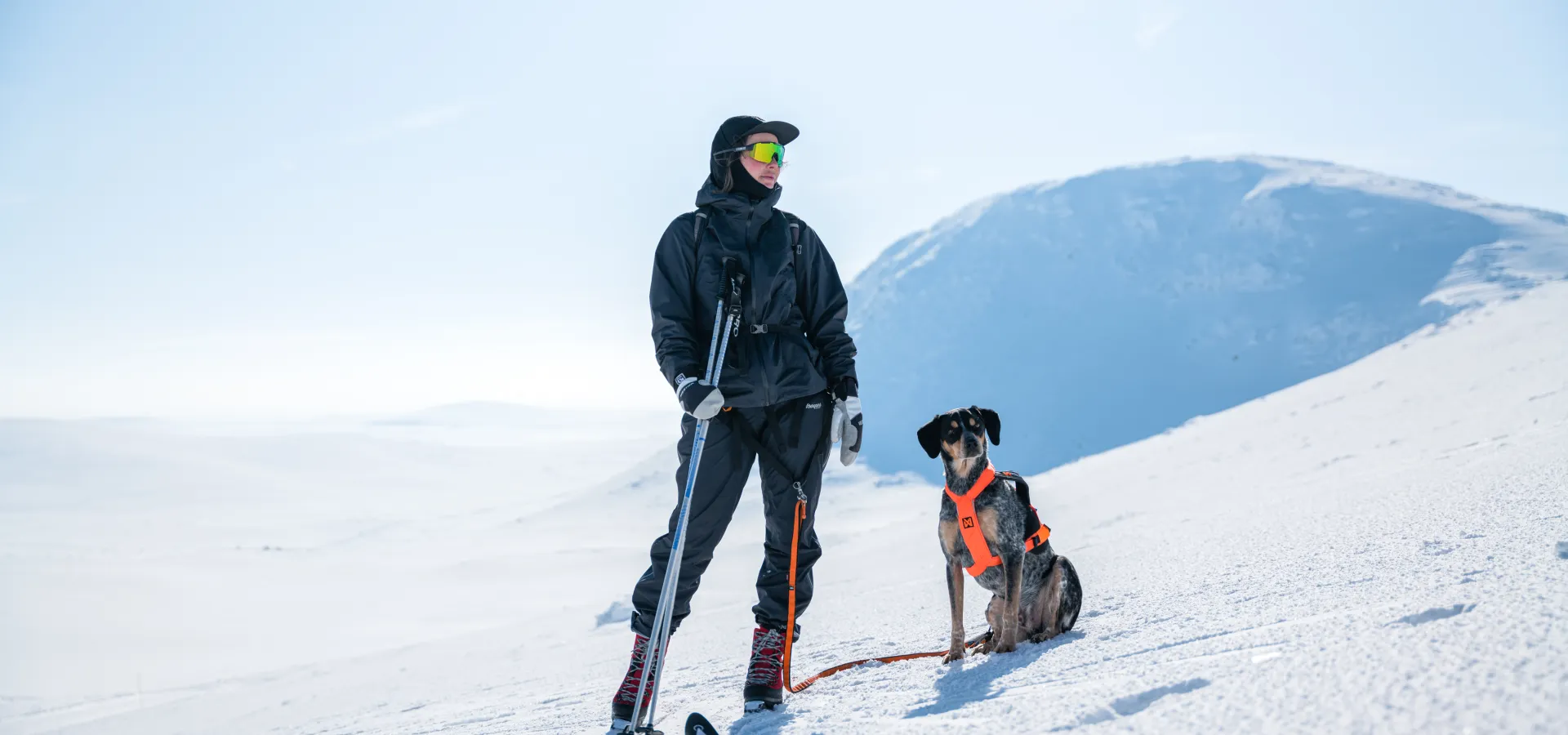 Hund i Lofsdalen