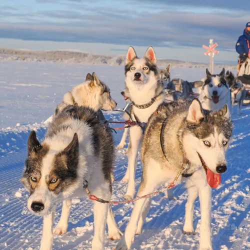 Dog sledding adventure in Lofsdalen