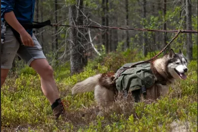 Husky Hike Lofsdalen 