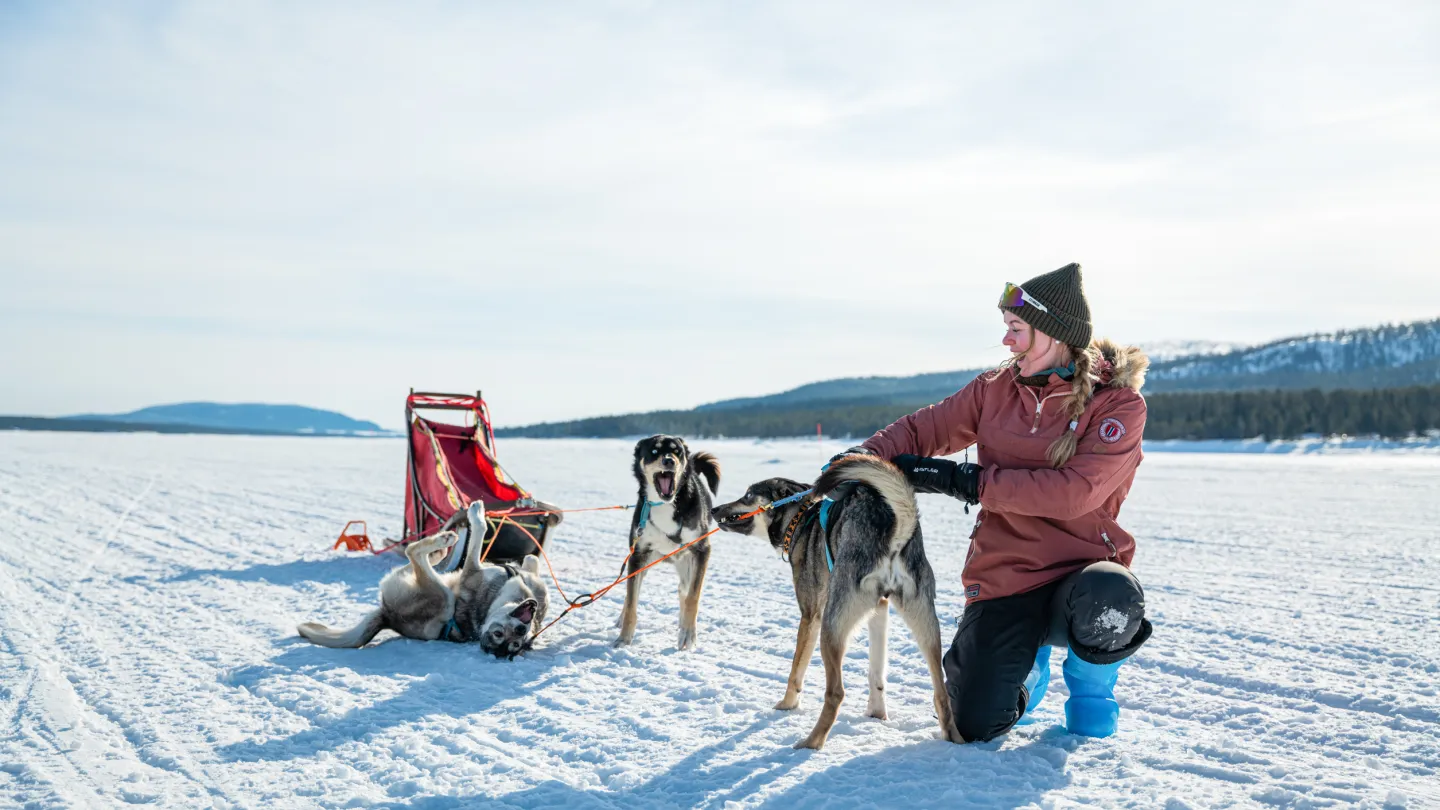 Dog sledding | Lofsdalen